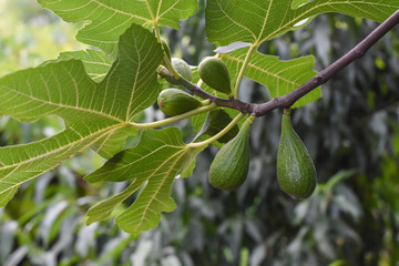 Jung fig on branch. Green figs on branch in summer