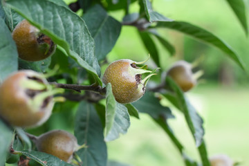 Medlar fruit on a branch. Fruit of Mespilus germanica