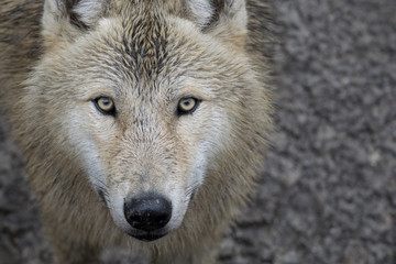 Obraz premium Lobo Gris