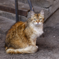 Fototapeta premium Portrait of a beautiful red cat