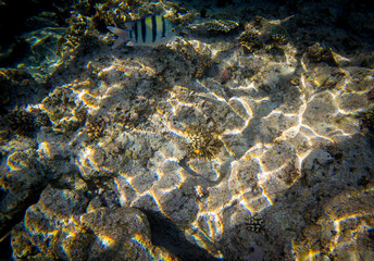 Red sea coral reef - Clownfish hiding in the tentacles of its host anemone.
