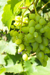 Bold grapes on a branch