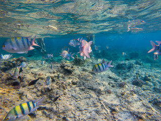 Underwater photo of flock of Indo-Pacific sergeant