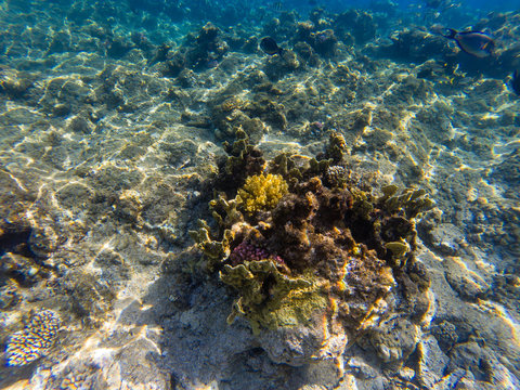 Image of the marine life - the coral reef under the crystal clear water of the sea, Egypt, Makadi bay