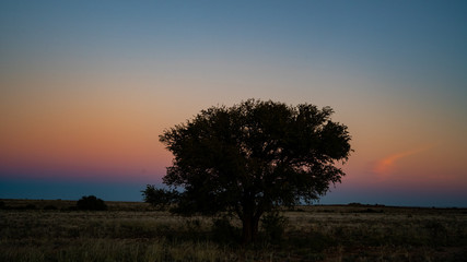 Fototapeta na wymiar Sunset tree, Namibia