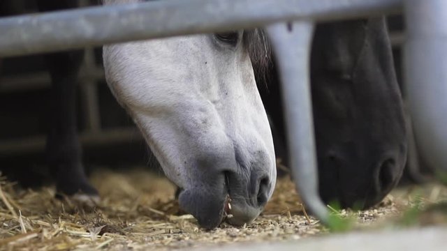 White horse eating grains off of the ground in slow motion.