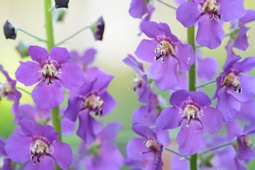 バーバスカム　ビオレッタ