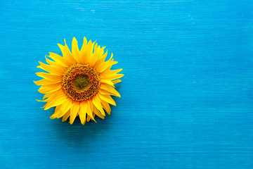 flower of a sunflower and sunflower seeds on a blue background
