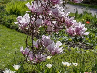 Blooming magnolia tree (Magnolia) in the castle gardens of Schloss Dachau, Upper Bavaria, Bavaria, Germany, Europe