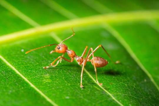 Macro Red Ant On A Leaf