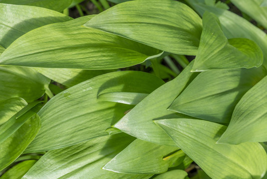 Ramsons (Allium ursinum), Bavaria, Germany, Europe