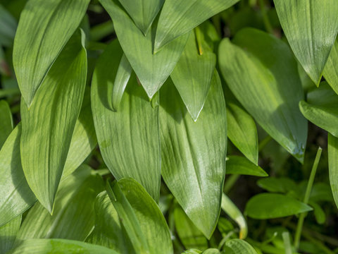 Ramsons (Allium ursinum), Bavaria, Germany, Europe
