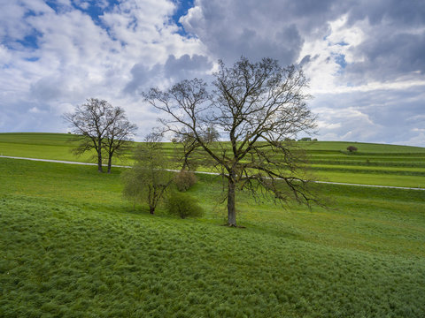 Tree on a meadow, Spring, Upper Bavaria, Bavaria, Germany, Europe