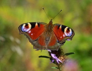European peacock