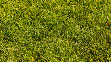Green lawn in sunlight.