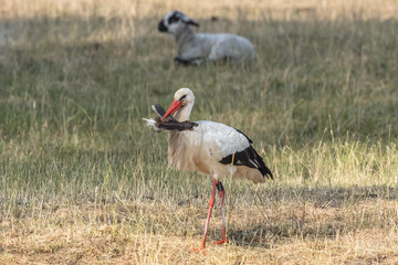 storch mit feder