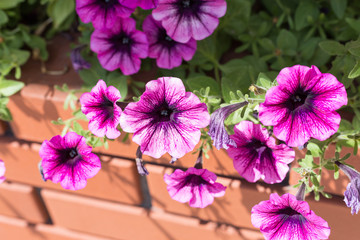 różowe kwiaty © Arkadiusz