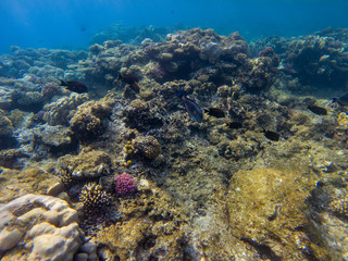 Naklejka na ściany i meble Black surgeonfish swimming by coral reef.