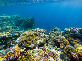 Naklejka na ściany i meble A colorful landscape of fish and coral in Red Sea, Egypt