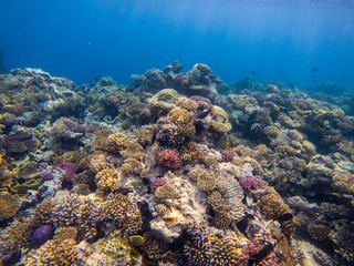 A colorful landscape of fish and coral in Red Sea, Egypt