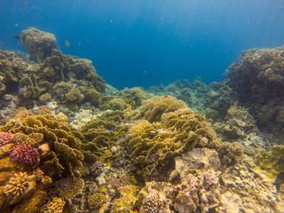 Fototapeta na wymiar Abstract underwater scene, sun rays and coral reef..