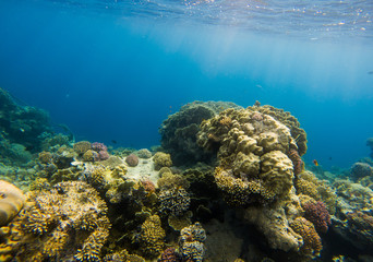 Naklejka na ściany i meble Beautiful coral reef and tropical fish underwater, marine life.
