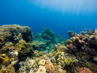 Obraz na płótnie Canvas Beautiful coral reef and tropical fish underwater, marine life.
