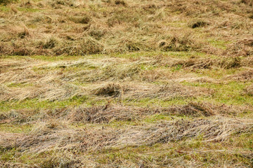 Dry grass  on the field