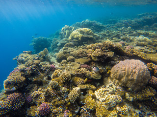 Beautiful coral reef and tropical fish underwater, marine life.