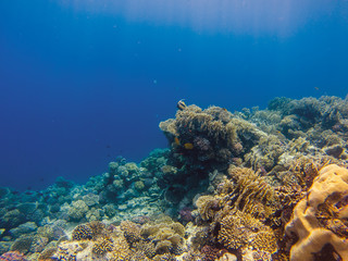 coral reef with fire coral and exotic fishes anthias.