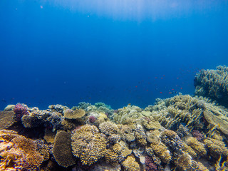 Coral reef with branching coral and colorful tropical fish swimming underwater in a natural marine ecosystem attracting eco-tourism and divers.