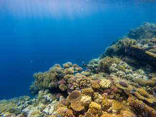 Naklejka na ściany i meble Shoal of anthias fish on the coral reef.