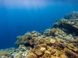 Foto op Aluminium Shoal of anthias fish on the coral reef. © octofocus