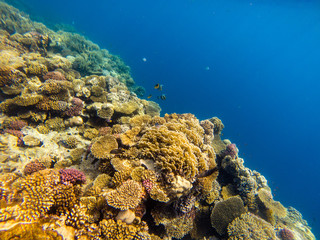 Fototapeta na wymiar Sea deep or ocean underwater with coral reef as a background.