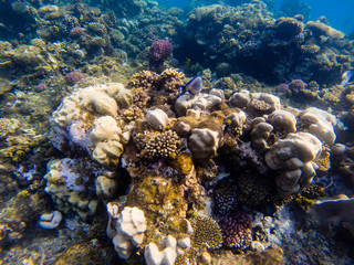 Fototapeta na wymiar Group of coral fish blue water..