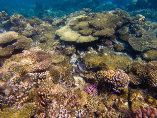 Group of coral fish blue water..