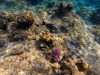 Striped surgeonfish Acanthurus lineatus swims on a coral reef.
