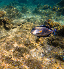 Fototapeta na wymiar The sohal face surgeonfish or sohal tang, Acanthurus sohal.