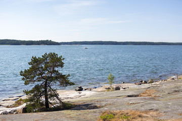 Archipelago view in Finland on a sunny summer day. Small pine tree on the cliffs on a focus point.