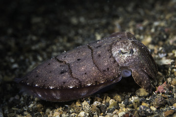  Cuttlefish at Lembeh Strait, Sulawesi, Indonesia