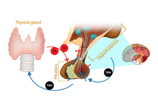 Hypothalamus Pituitary Thyroid Hormone. The System Of The Thyroid Hormone