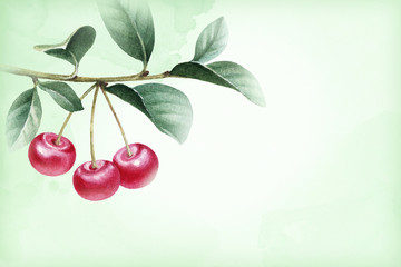 Watercolor illustration of cherry