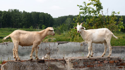 two cute white goats standing on the ruins of brick wall
