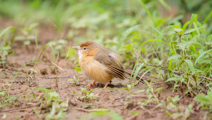 Tawny bellied baddler