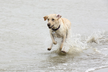 Sprintje door het water