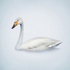 Watercolor illustration of white mute swan