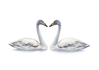Watercolor illustration of white mute swan. Perfect for invitations