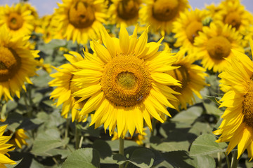 Sunflower Closeup in the Field With Blue Sky and Fluffy Clouds In Background