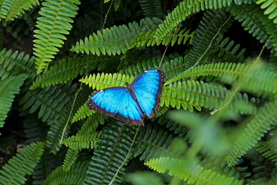 Konya Tropikal kelebek bah&ccedil;esinde kanatlarını a&ccedil;mış mavi renkli bir kelebek ( Morpho peleides )