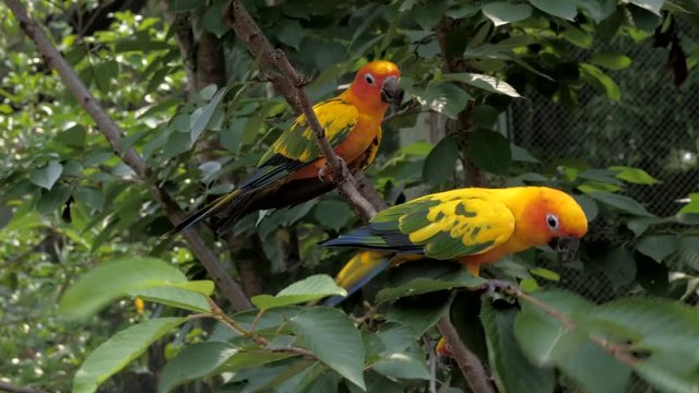 Beautiful colorful sun conure (Aratinga solstitialis parrot) birds on the tree branch